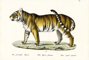 Königlicher Tiger, 1824